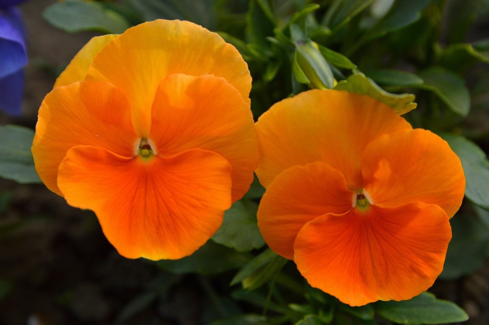 Orange Pansy