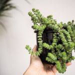 Crassula marnieriana