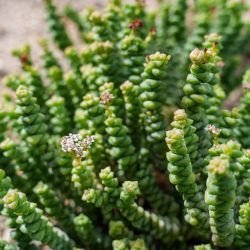 Crassula marnieriana