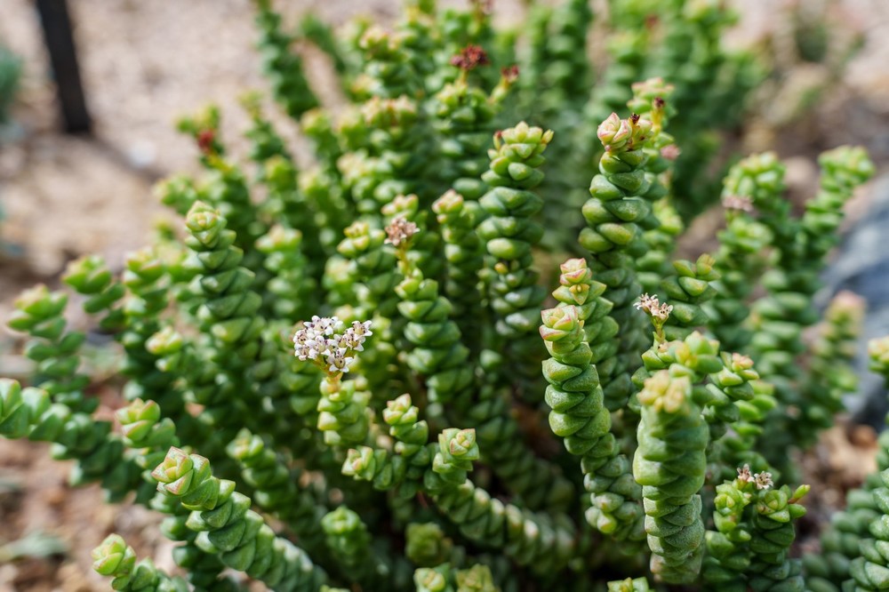 Crassula marnieriana