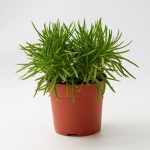 Senecio Himalaya Bambino