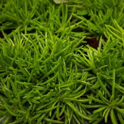 Senecio Himalaya Bambino