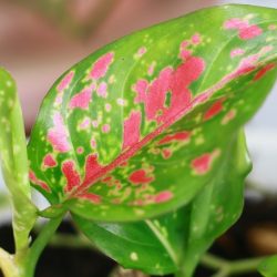 Aglaonema Pink