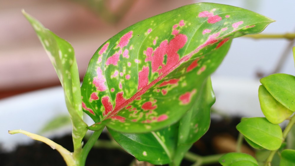 Aglaonema Pink - Image 2