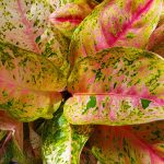 Aglaonema Pink