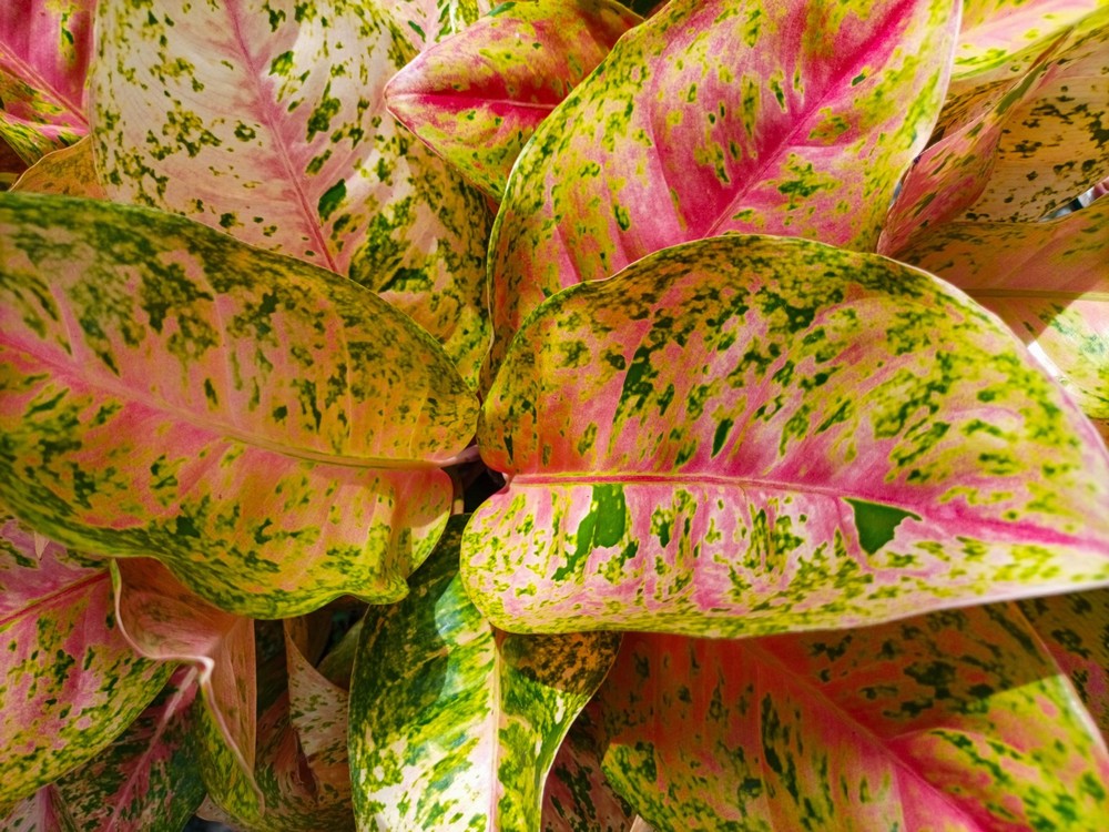Aglaonema Pink