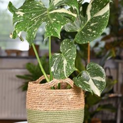 Monstera Thai Constellation