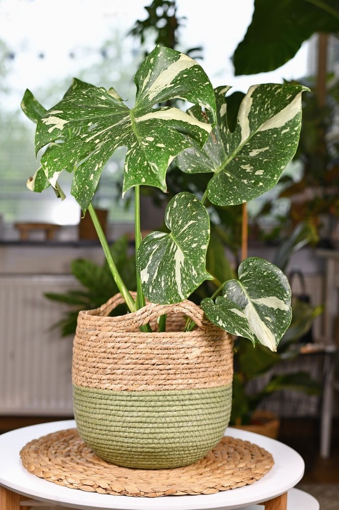 Monstera Thai Constellation - Image 2