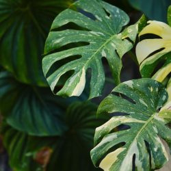 Monstera Thai Constellation