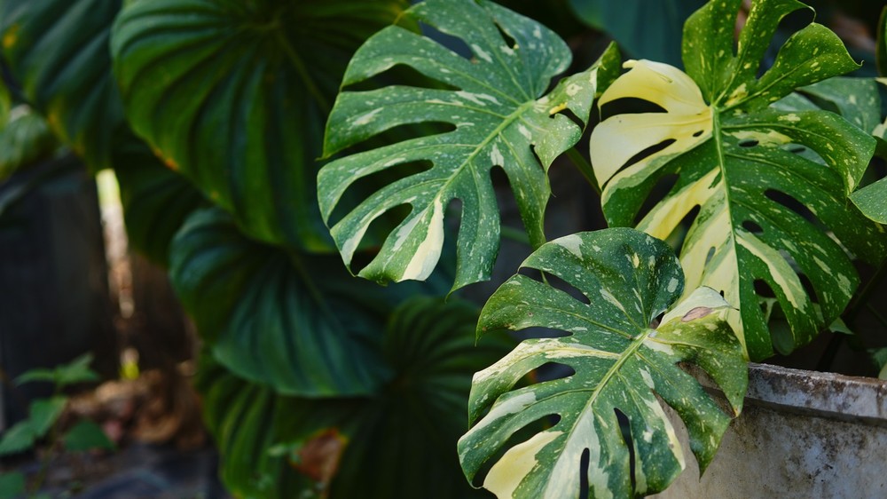 Monstera Thai Constellation