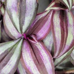 Tradescantia Zebra