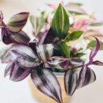 Tradescantia Zebra