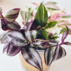 Tradescantia Zebra