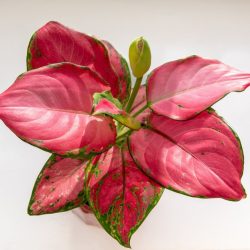 Aglaonema Red Joy