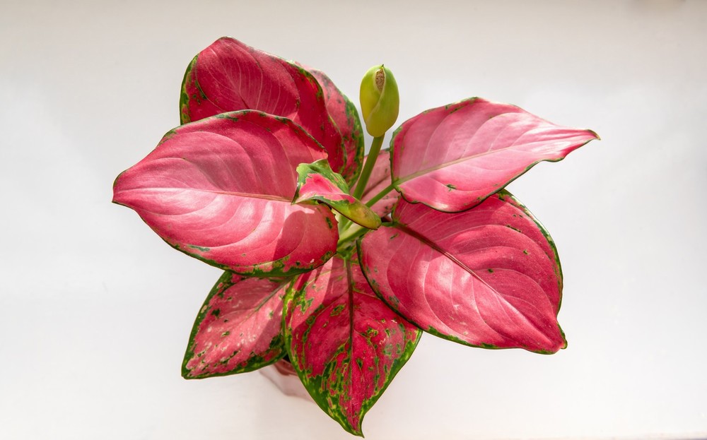 Aglaonema Red Joy - Image 2
