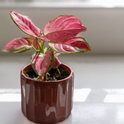 Aglaonema Red Joy