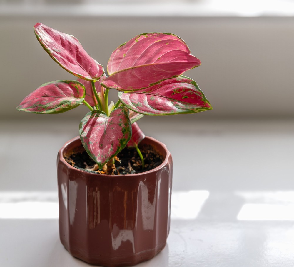 Aglaonema Red Joy