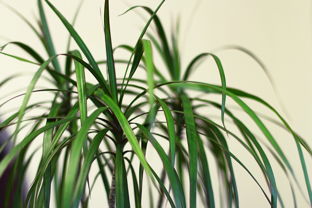 Dracaena Marginata - Image 2