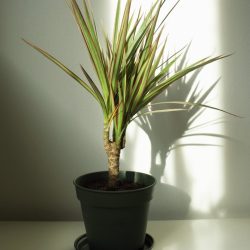 Dracaena Marginata