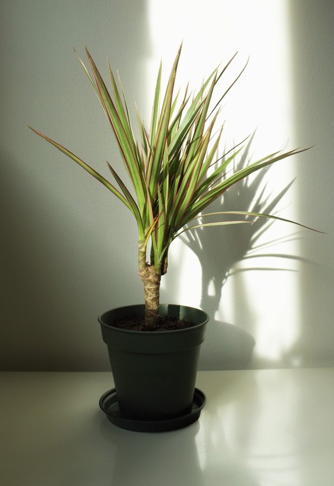 Dracaena Marginata