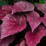 Begonia Inca Flame