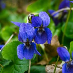 Viola Blue