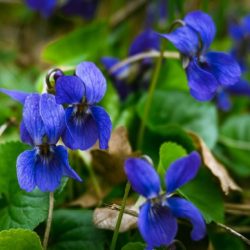 Viola Blue