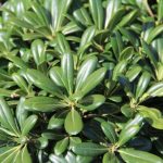 Pittosporum Tobira