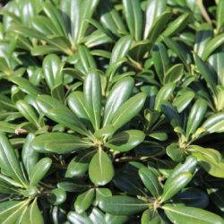 Pittosporum Tobira