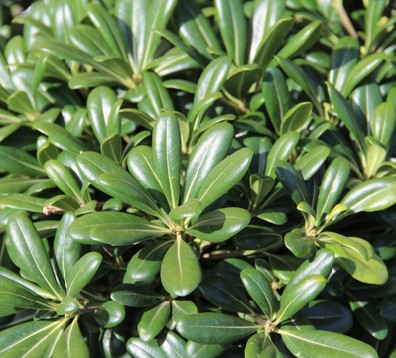 Pittosporum Tobira