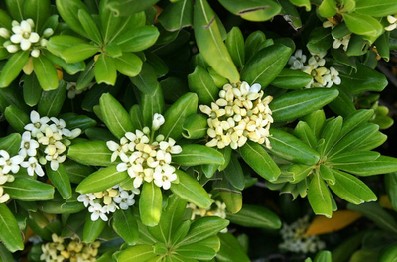 Pittosporum Tobira - Image 2