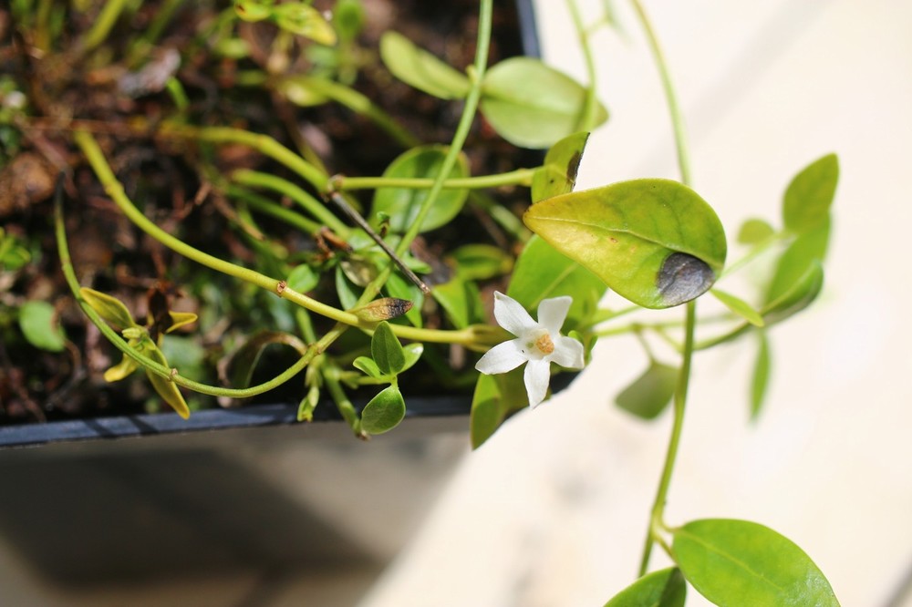 Vinca minor 'Gertrude Jekyll' - Image 2