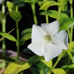 Vinca minor ‘Gertrude Jekyll’