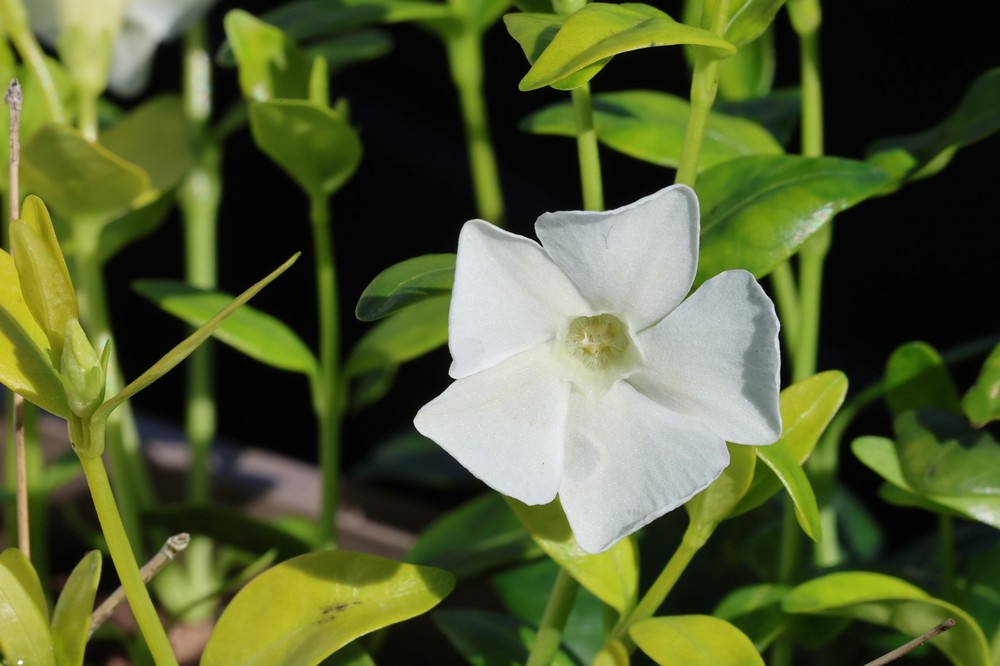Vinca minor 'Gertrude Jekyll'