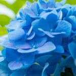 Hydrangea macrophylla ‘Blue’