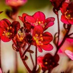 Saxifraga Arendsii Red