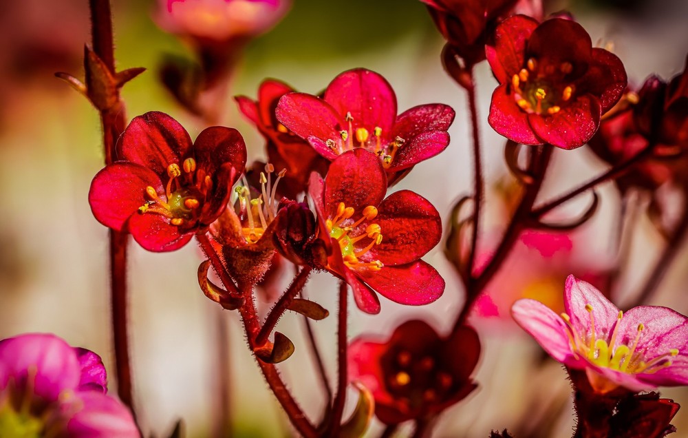 Saxifraga Arendsii Red
