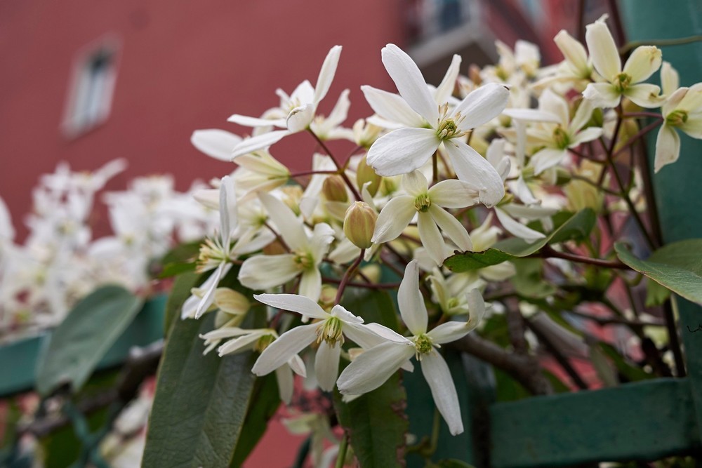 Clematis Armandii - Image 2