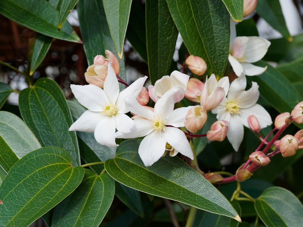 Clematis Armandii