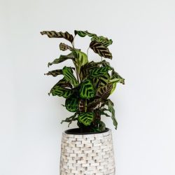 Calathea Makoyana (Peacock Plant)