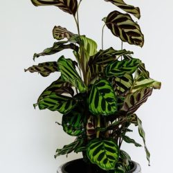 Calathea Makoyana (Peacock Plant)