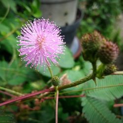 Mimosa Pudica