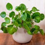 Pilea peperomioides – Chinese Money Plant