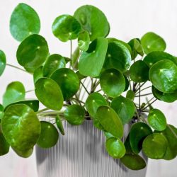 Pilea peperomioides – Chinese Money Plant
