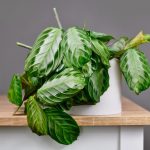 Maranta leuconeura ‘Silver Band’ – Prayer Plant