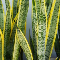 Sansevieria trifasciata Laurentii