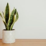 Sansevieria trifasciata Laurentii