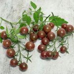 Tomato Chocolate Cherry