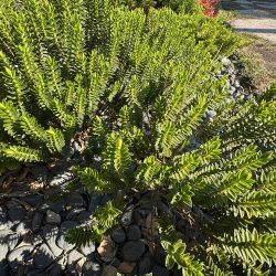 Hebe ‘New Zealand’