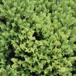 Hebe ‘New Zealand’